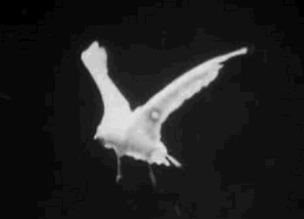 The Bird In Motion, Taken From Marey's Fusil Photographique