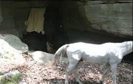 Enclosed Cave Using A Hide Covering